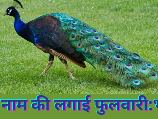 राधा नाम की लगाई फुलवारी:भजन